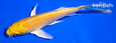 5" YAMABUKI OGON BUTTERFLY