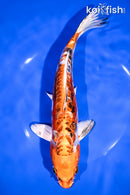 9.75" HEISEI NISHIKI