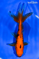 6" WATONAI GOLDFISH