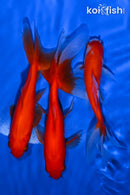 PACK OF (3) 4.5-5" WAKIN GOLDFISH