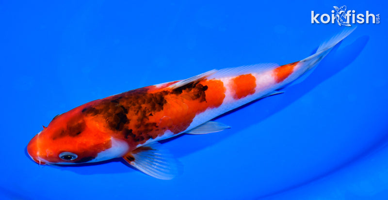 8" GOROMO