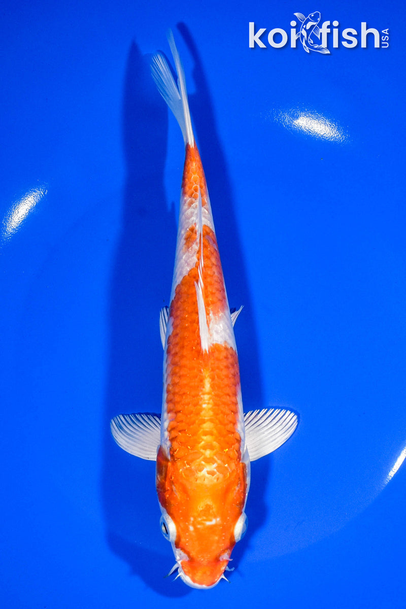7.75" HARIWAKE