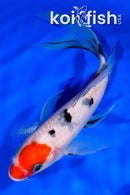 6.75" SANKE BUTTERFLY