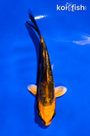 4.5" BENI KIKOKURYU