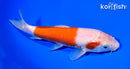 7" KOHAKU