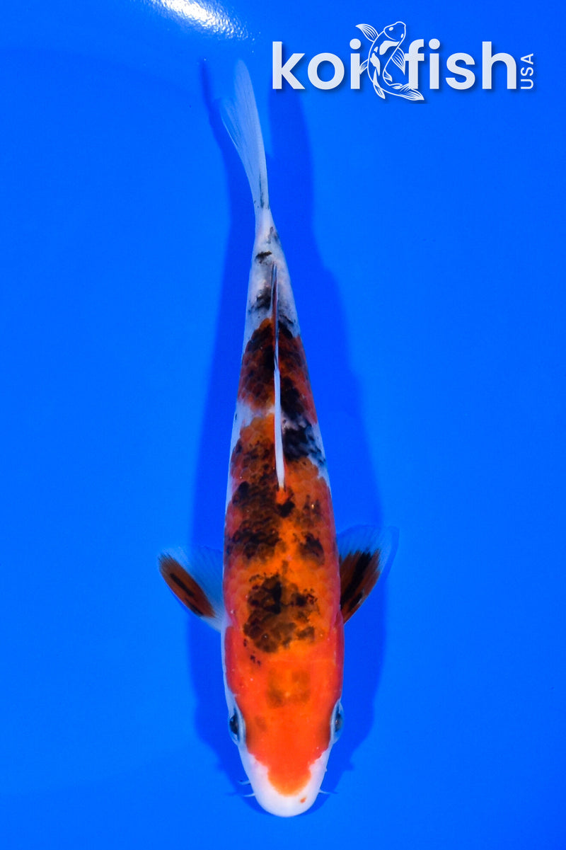5.75" SANKE