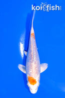 4.75" GINRIN HARIWAKE