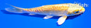 4.5" DOITSU YAMABUKI OGON