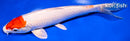 8.25" MARUTEN HARIWAKE