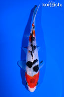 5.5" SANKE