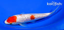 6.25" GINRIN MARUTEN KOHAKU