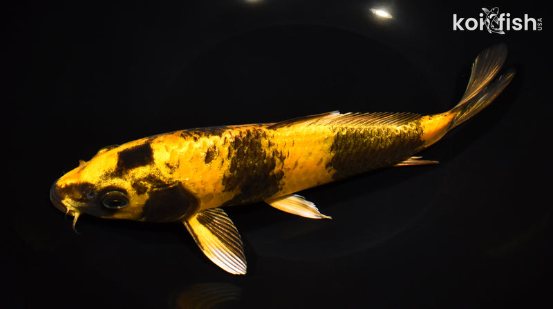 9.5" KIN KI UTSURI