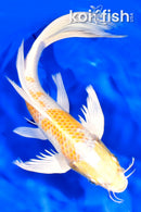 9.5" LEMON HARIWAKE BUTTERFLY