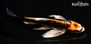 7" BENI KIKOKURYU BUTTERFLY