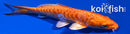 5.75" DOITSU ORENJI OGON