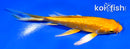4.5" GINRIN YAMABUKI OGON BUTERFLY