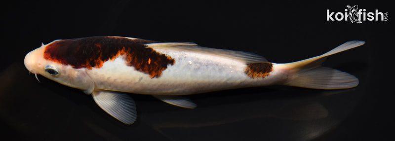 7.25" GOROMO