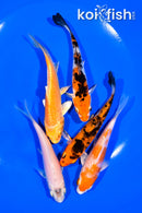 PACK OF (5) 4-4.25" STANDARD KOI