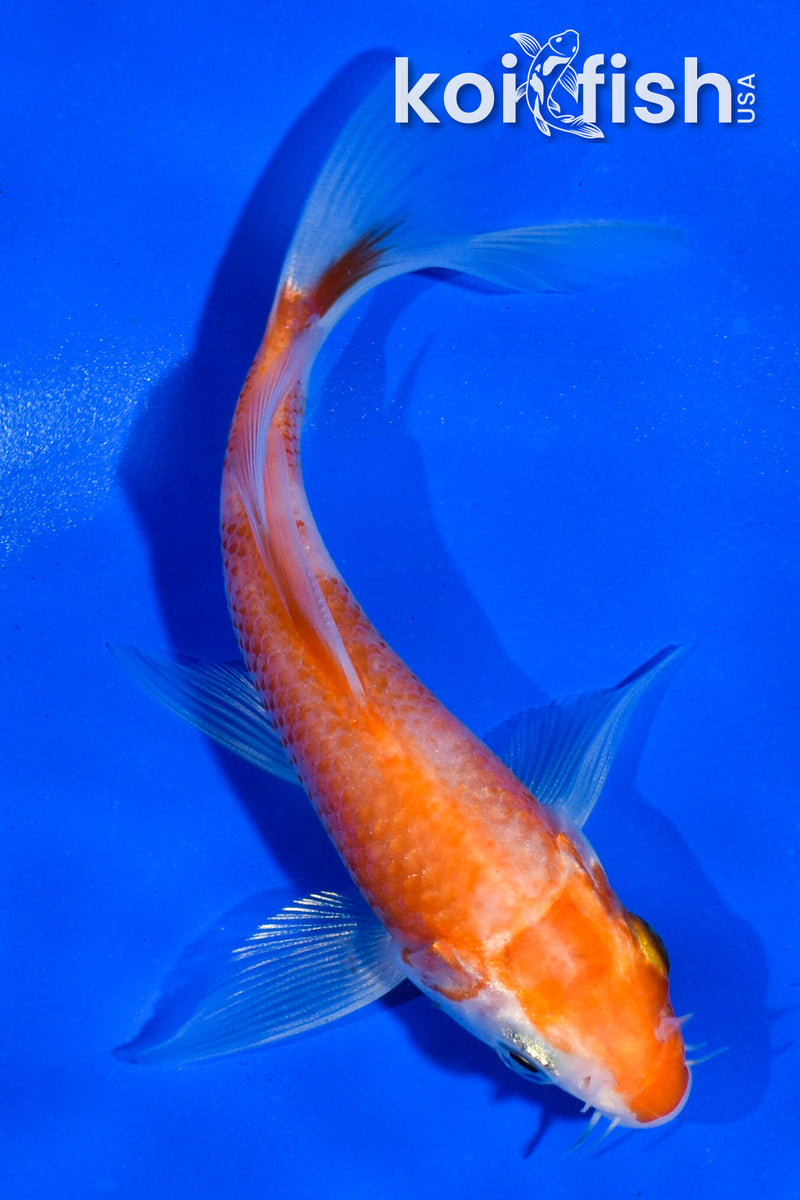 4.5" HARIWAKE BUTTERFLY