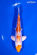 5.5" GINRIN HARIWAKE