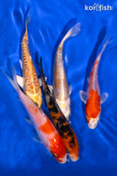 PACK OF (5) 4-4.25" STANDARD KOI