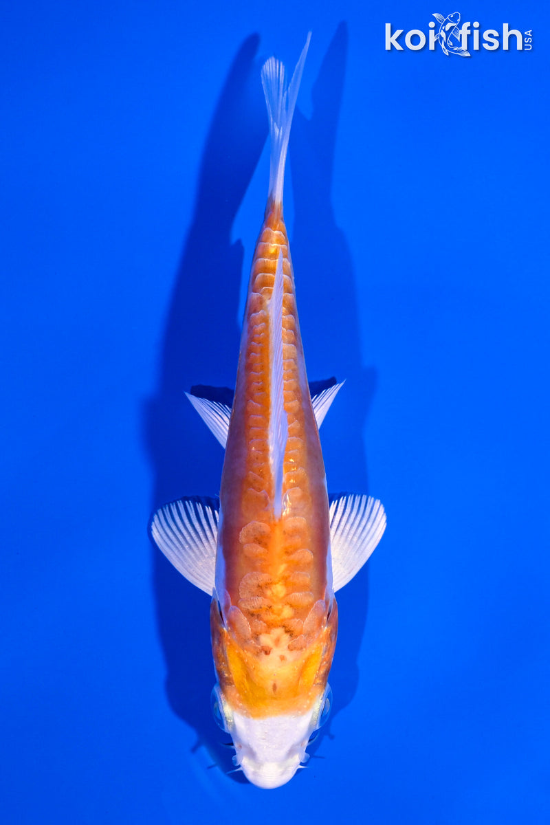 4.25" KIKUSUI