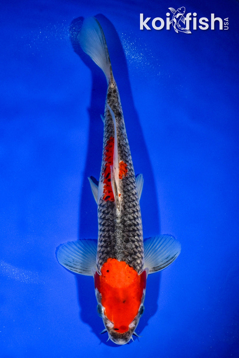 11.75" GOSHIKI