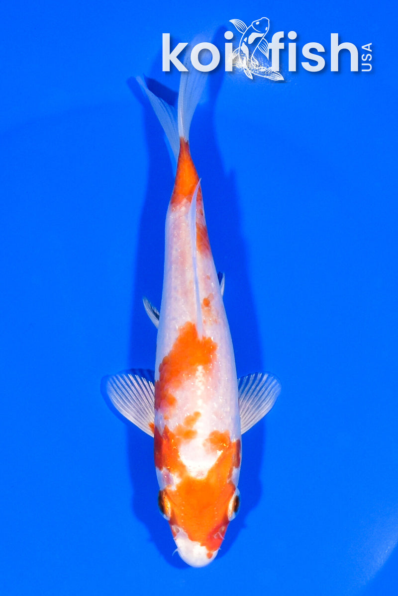 5.25" HARIWAKE