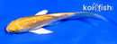 4" GINRIN YAMABUKI OGON BUTTERFLY