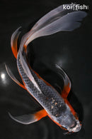 9.25" HI ASAGI BUTTERFLY