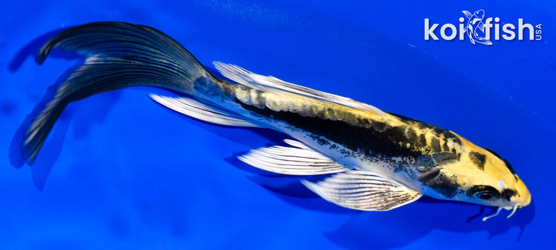 5.5" KIN KIKOKURYU BUTTERFLY