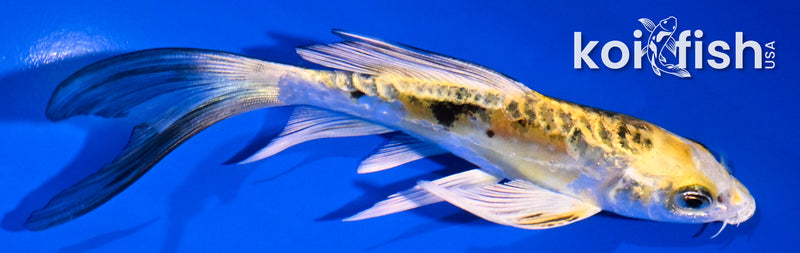 5.5" HEISEI NISHIKI BUTTERFLY