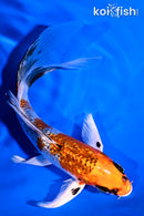 6.75" GINRIN KUJAKU BUTTERFLY