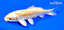 6" ARAGOKE YAMABUKI OGON