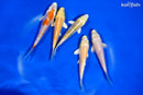PACK OF (5) 4-4.5" STANDARD KOI