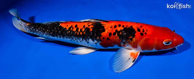 14.5" BENI MATSUKAWABAKE