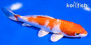 5.5" HARIWAKE
