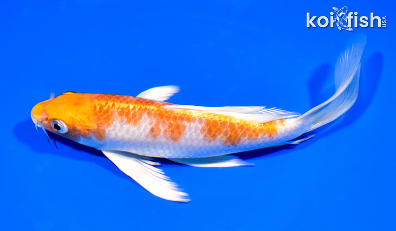 7.5" HARIWAKE BUTTERFLY