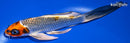 5.75" BENI GINGA BUTTERFLY