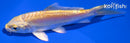 4.25" DOITSU YAMABUKI OGON
