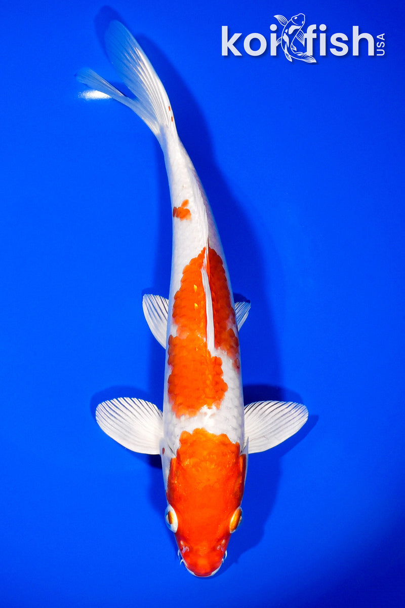 9.25" HARIWAKE