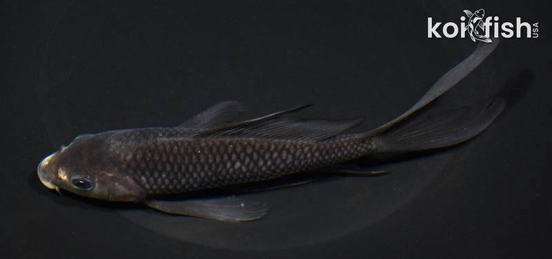 6.25" MATSUKAWABAKE BUTTERFLY