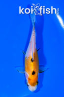 4.75" COMET GOLDFISH