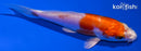 4.25" KIKUSUI