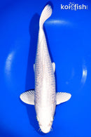 14.5" GINRIN PLATINUM OGON