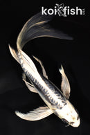 9" GINRIN ARAGOKE KIKOKURYU BUTTERFLY