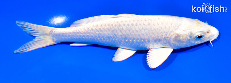 7.25" PLATINUM OGON