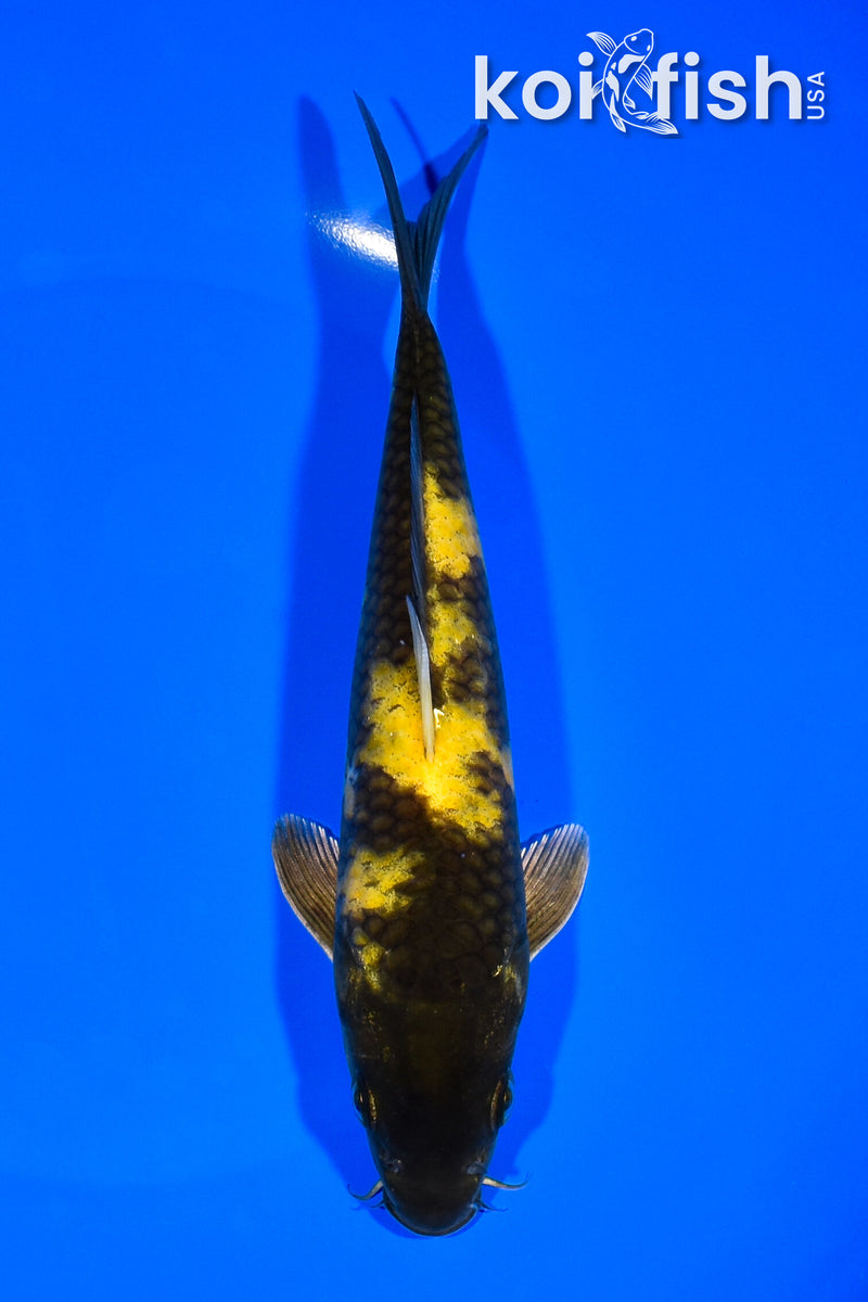 7.25" KIN KI UTSURI