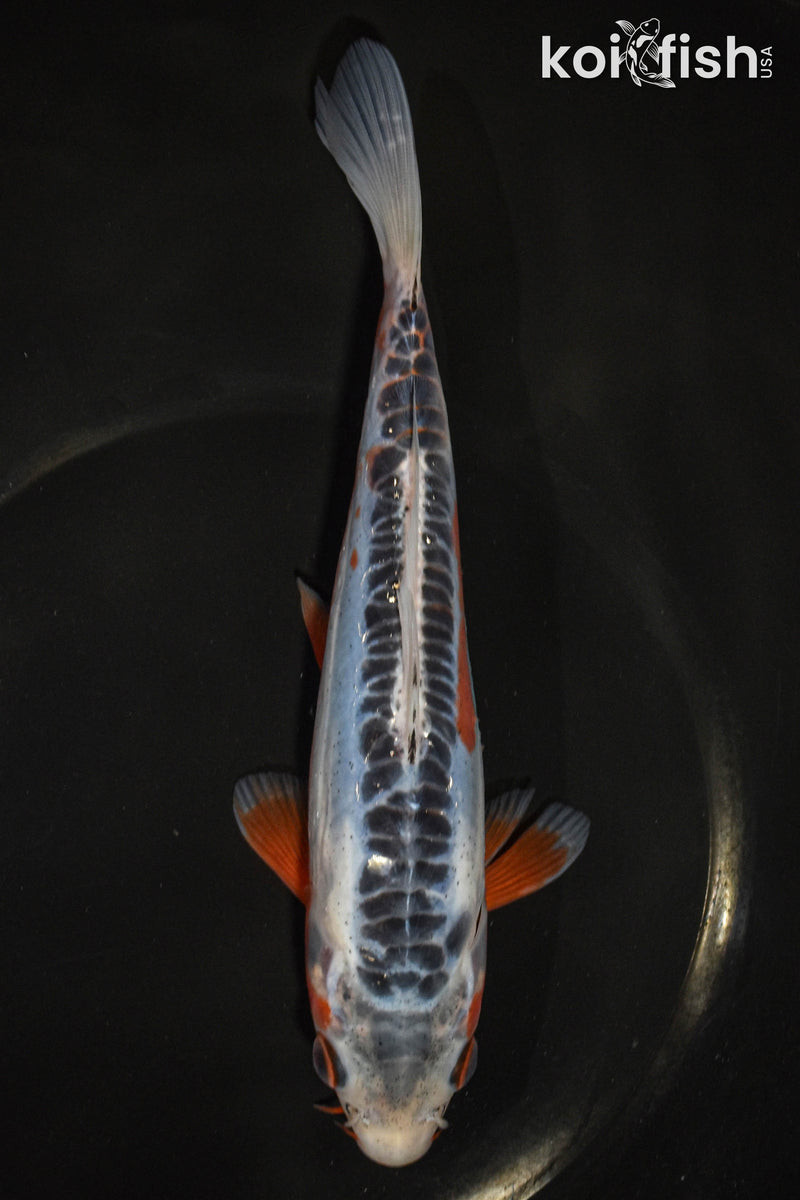 7.5" SHUSUI