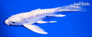 7.25" ARAGOKE PLATINUM OGON BUTTERFLY